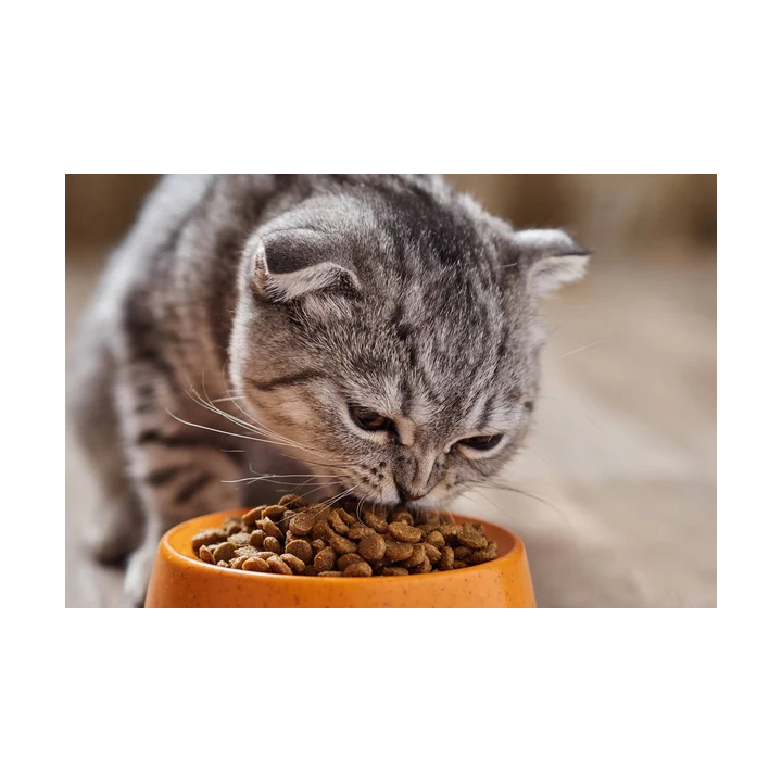 Cibo secco per gatti